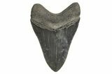 Serrated, Fossil Megalodon Tooth - South Carolina #340169-1